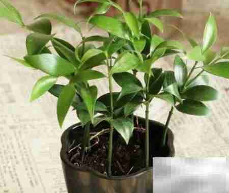 养竹柏的五大好处