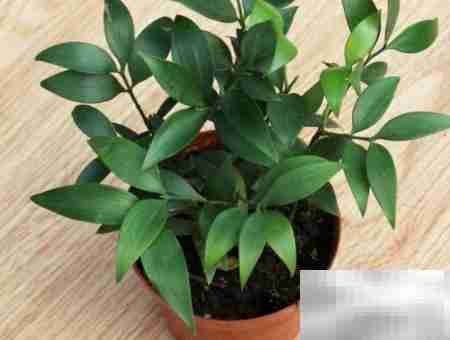 养竹柏的五大好处