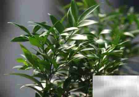 养竹柏的五大好处