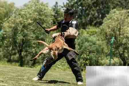 如何选择优质训犬师培训学校