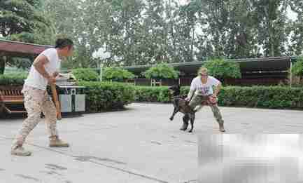 如何选择优质训犬师培训学校