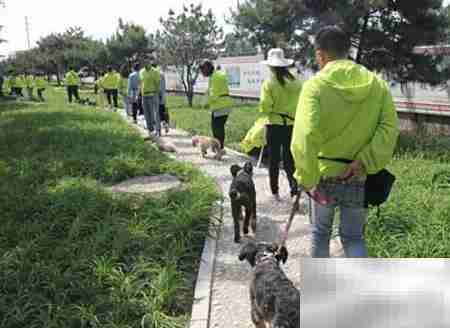 如何选择优质训犬师培训学校