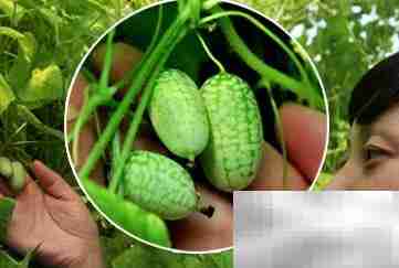 拇指西瓜：小巧营养高