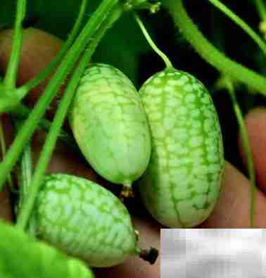 拇指西瓜：小巧营养高