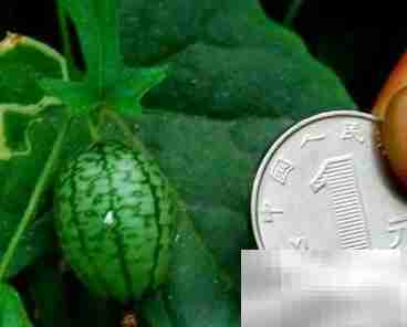 拇指西瓜：小巧营养高