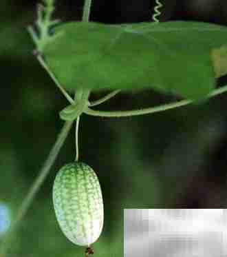 拇指西瓜：小巧营养高