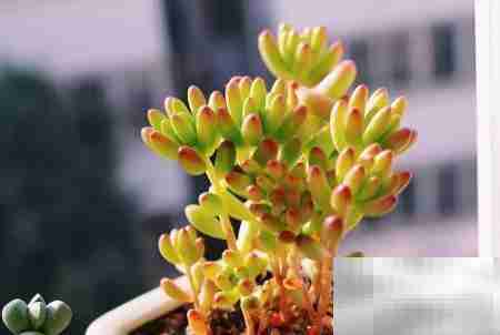 虹之玉：绚丽多肉之美