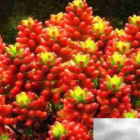 虹之玉：绚丽多肉之美