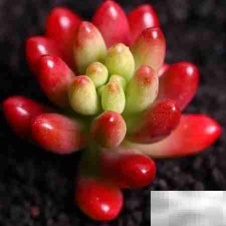 虹之玉：绚丽多肉之美