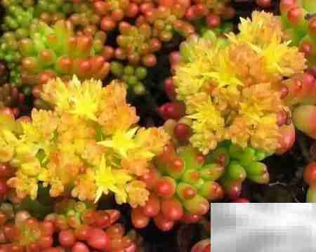 虹之玉：绚丽多肉之美