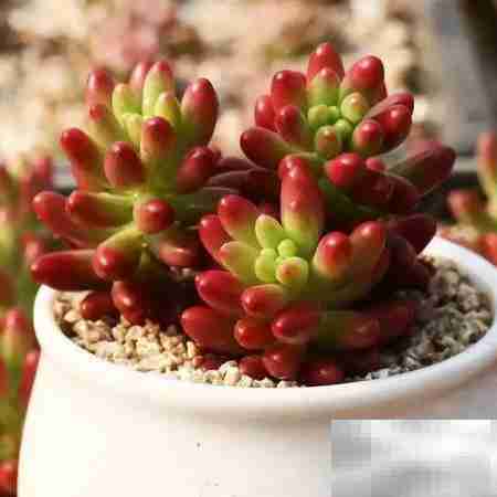 虹之玉：绚丽多肉之美