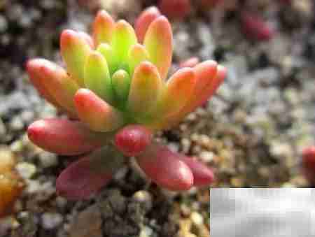 虹之玉：绚丽多肉之美