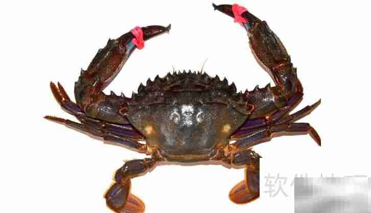 海蟹与河蟹的区别解析