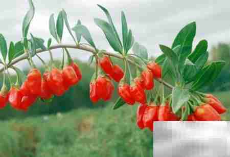 月 jing 不调：原因与调理