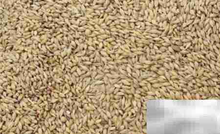 大麦饲料发酵配方指南