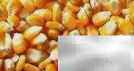 大麦饲料发酵配方指南