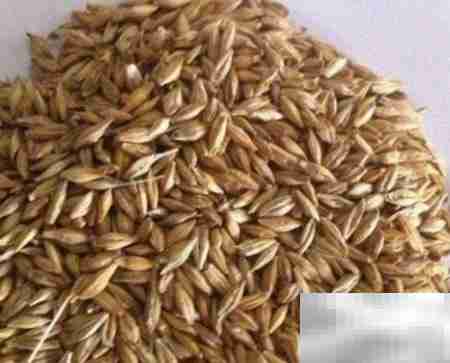 大麦饲料发酵配方指南