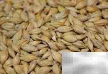 大麦饲料发酵配方指南