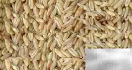 大麦饲料发酵配方指南