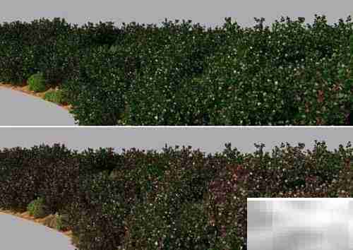 Forest Pack Pro快速入门