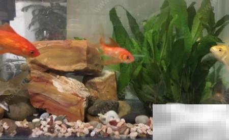 鱼缸石子清洗技巧与步骤