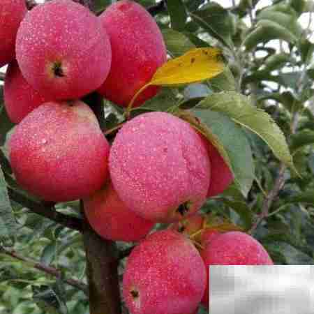 鸡心果树苗种植管理要点