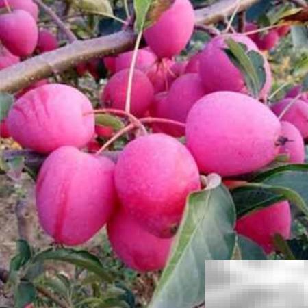 鸡心果树苗种植技巧与管理要点