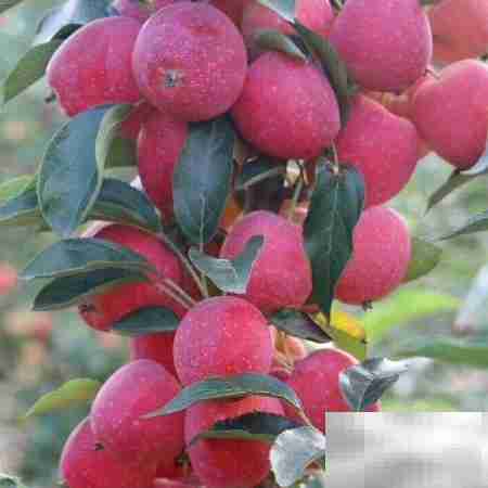 鸡心果树苗种植管理要点