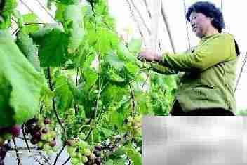 建设农业高新区策略