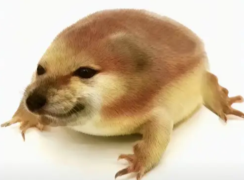 我的刀盾表情包图片大全