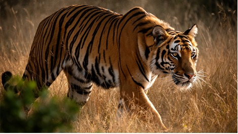 AI性能马力全开 华硕PRIME RTX50系列显卡