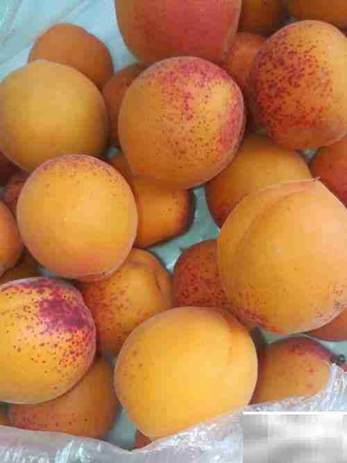 挑杏吃杏小妙招