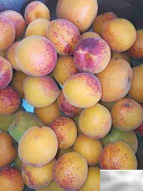 挑杏吃杏小妙招