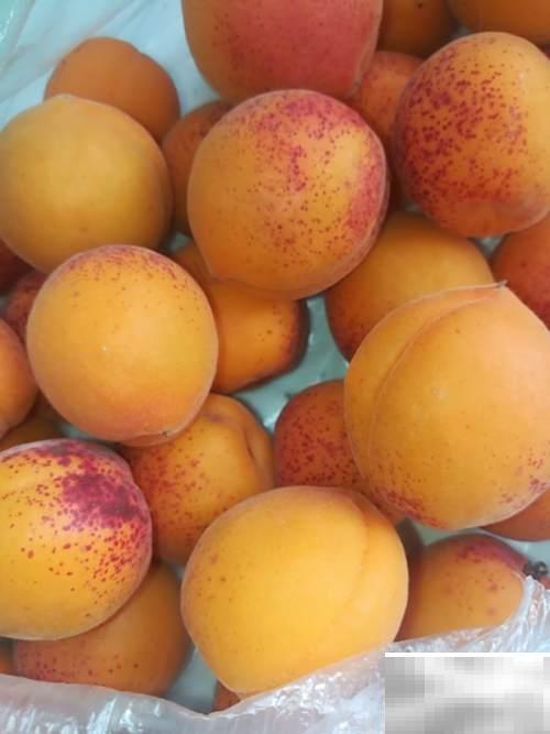 挑杏吃杏技巧分享