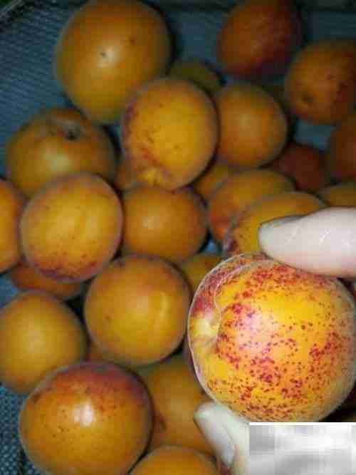 挑杏吃杏小妙招