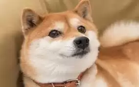 狗狗币是否值得投资