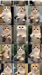 即梦ai如何制作ai猫狗短视频