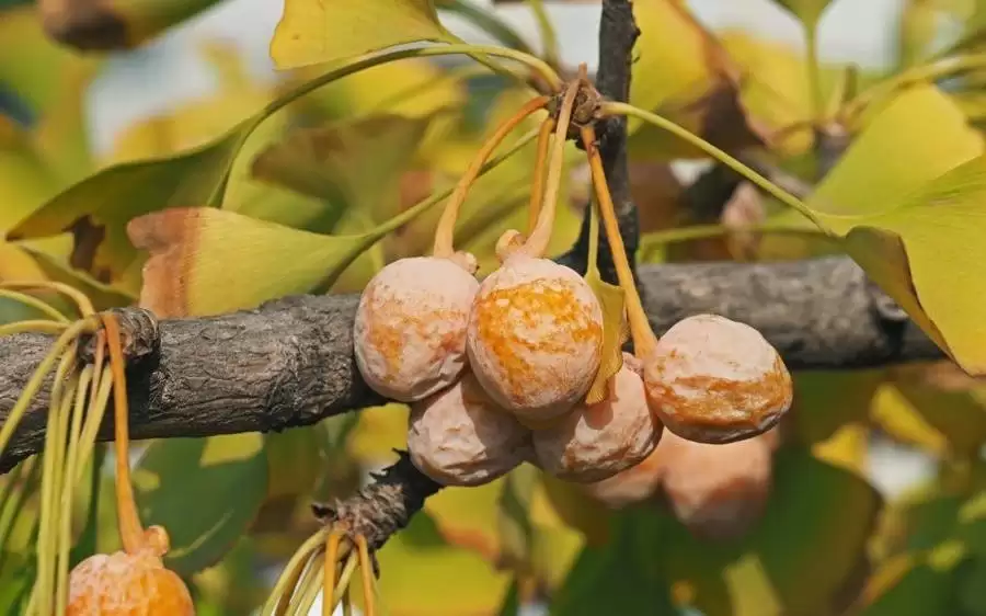 “活化石”扎堆，这片“生命秘境”就在你家门口，原始植被仅存约7%