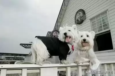 豆包如何制作AI婚纱照