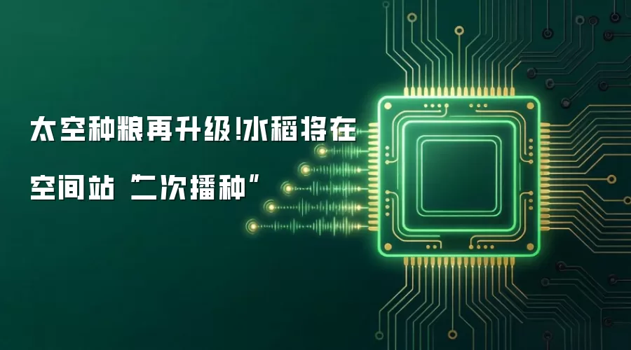 太空种粮再升级!水稻将在空间站“二次播种”