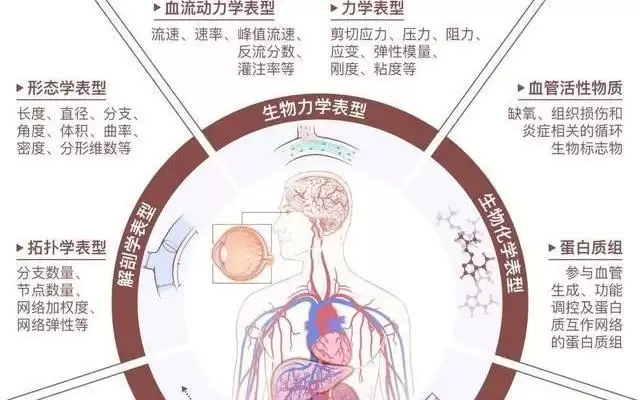 东南大学团队首创“血管组学”概念，解锁生命管网密码
