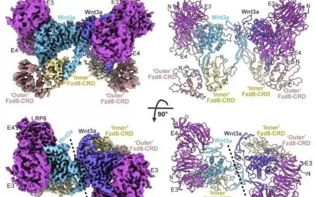 我科学家看清“生命开关”如何启动