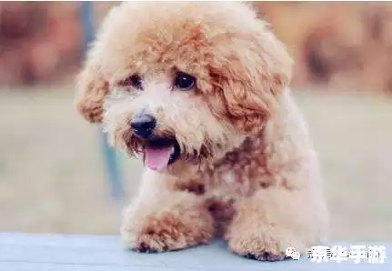 醋狗怎么用 醋狗的制作与使用方法 醋狗怎么用 醋狗的制作与使用方法