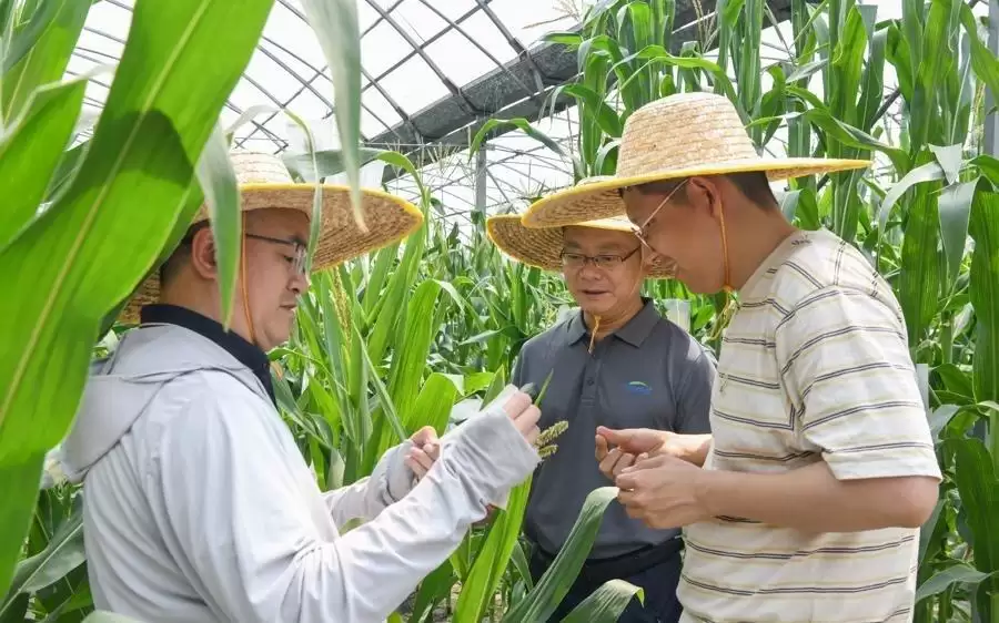 玉米的“高蛋白秘籍”，上海科学家找到了！两位“老祖宗”基因联手，营养翻倍