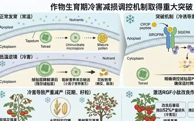 全球每年损失几十亿！我国科学家发现作物花期冷害开关，登上《自然》