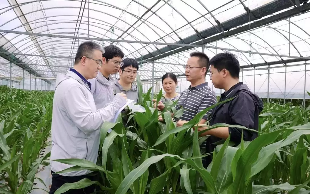大幅提高玉米蛋白含量！中国科学家最新研究有望缓解饲料粮短缺难题