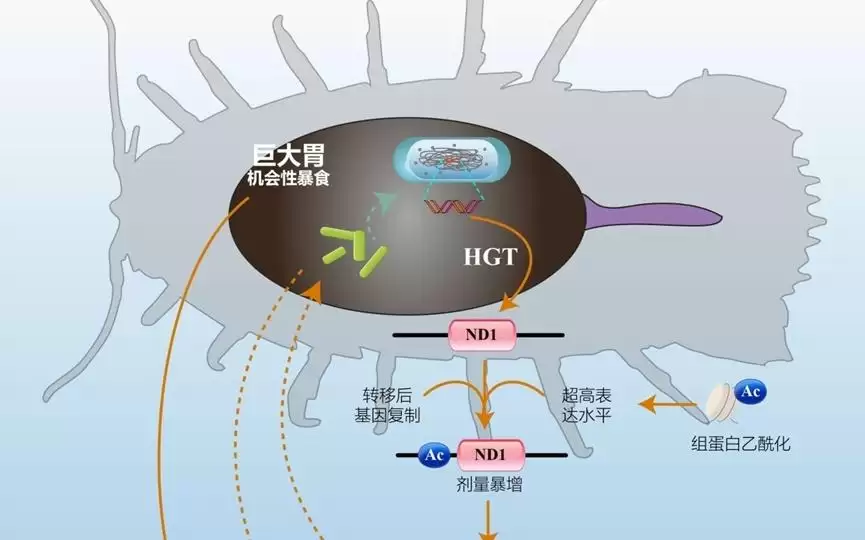 我科学家找到深海水虱抗饿的绝招