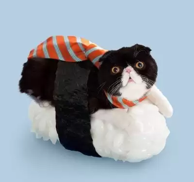 如何选择主题猫app的主题界面