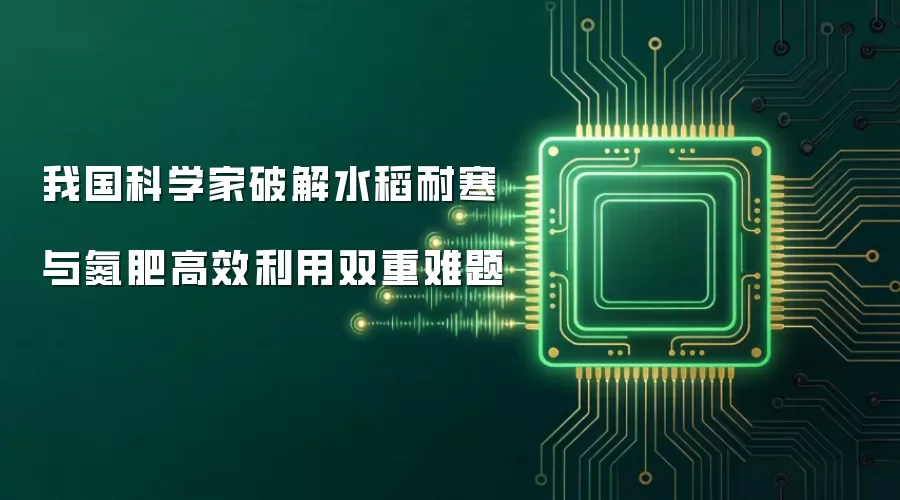我国科学家破解水稻耐寒与氮肥高效利用双重难题