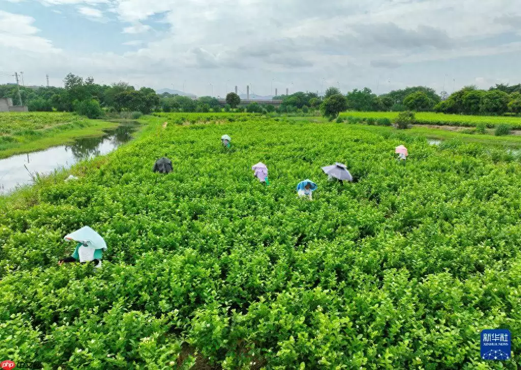 福州：非遗茶香赋能文旅新发展